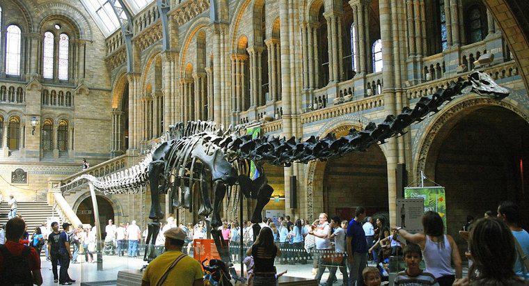 Jaki był najdłuższy dinozaur?