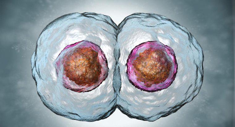 W jaki sposób komórki córki porównują się do komórek macierzystych?