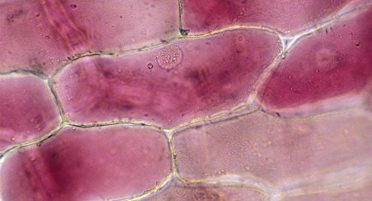 Jaki wpływ ma jod na komórki cebulowe?