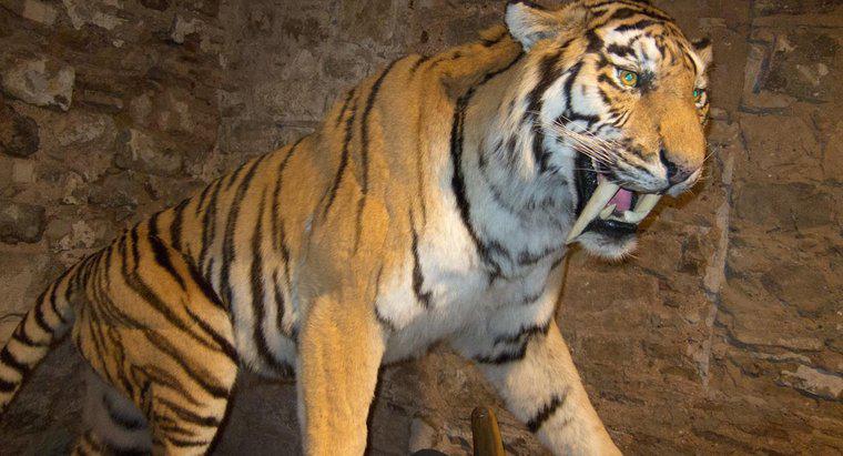 Gdzie żyją tygrysy szablozębne?