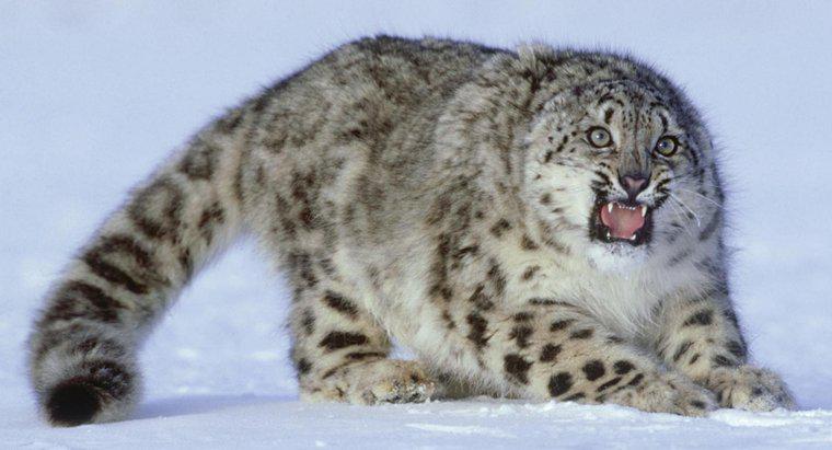 Czy Snow Leopard może być trzymany jako zwierzak?