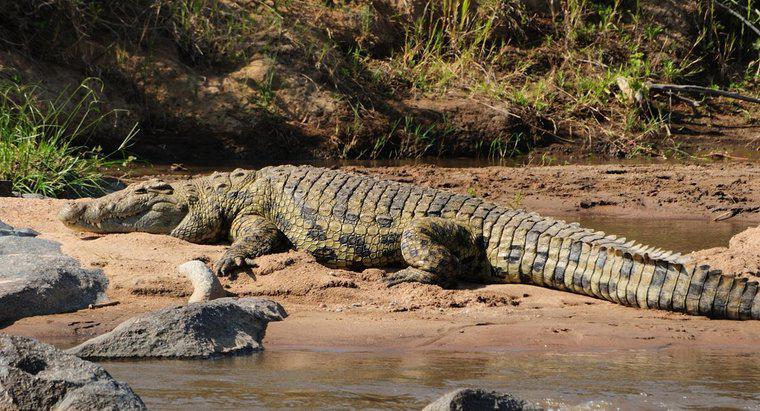Gdzie robią krokodyle?