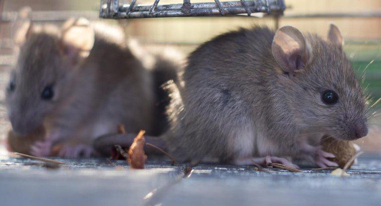 Czy szczury zjadają myszy?