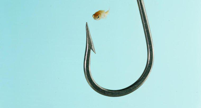 Jaka jest najmniejsza ryba na świecie?