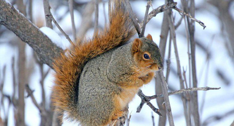 Gdzie wiewiórki jeżdżą w zimie?