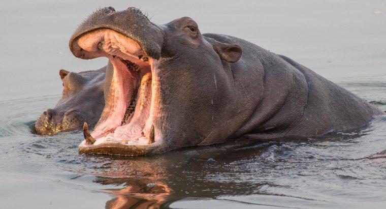 Czy hipopotamy jedzą mięso?