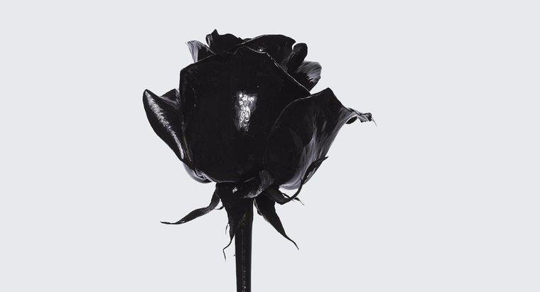 Jakie jest znaczenie czarnej róży?