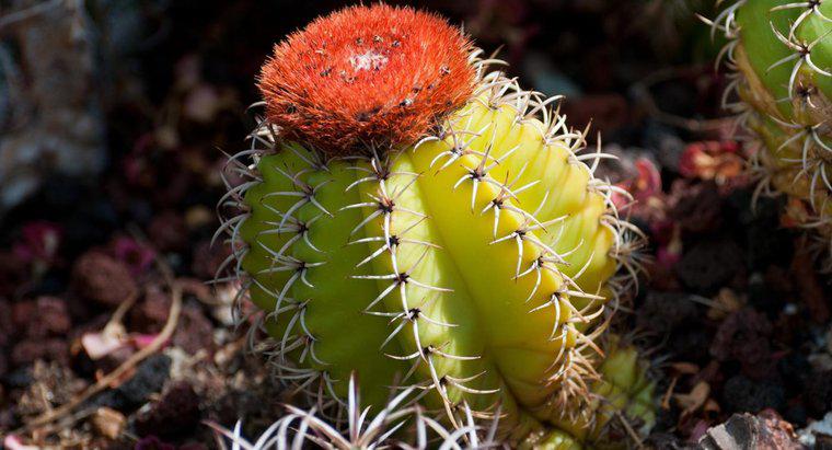 Jakie są niektóre zwierzęta, które jedzą kaktus?