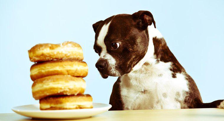 Czy psy mogą jeść cukier?