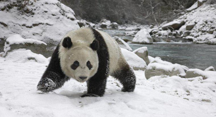 Czy pandy hibernują zimą?