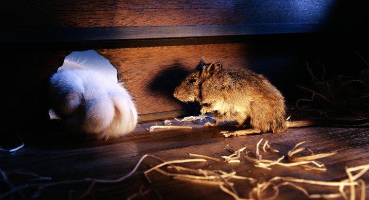 Jak myszy pasują do małych otworów?