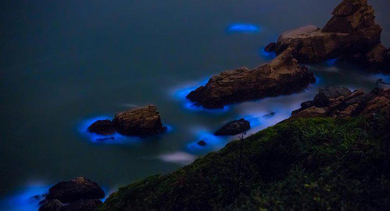 Co to są glony bioluminescencyjne?