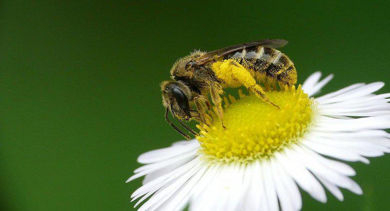 Jakie są korzyści zdrowotne związane z pyłkiem pszczeli?