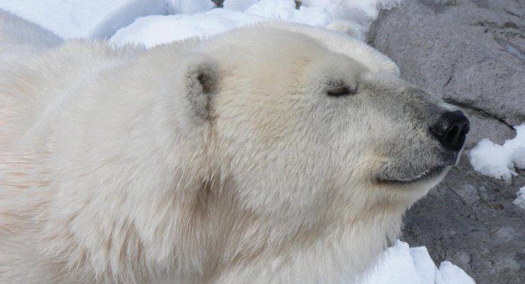 Dlaczego niedźwiedzie polarne żyją w Arktyce?