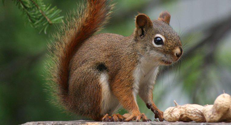 Dlaczego czerwone wiewiórki są zagrożone?