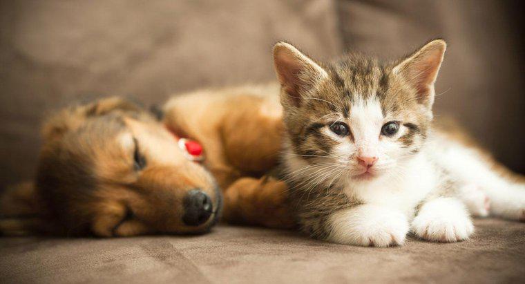 Czy Kociak i szczeniak mogą zostać przyjaciółmi?