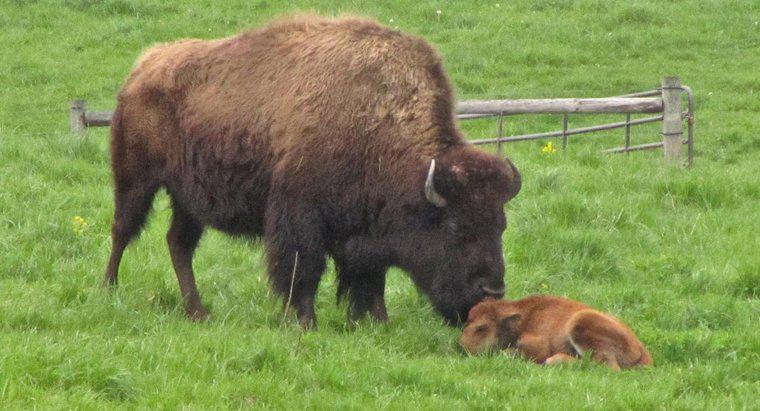 Czym wywołuje się Baby Buffalo?