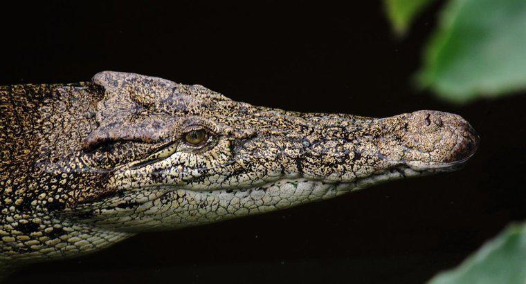 Jak krokodyle dostosowują się do swojego środowiska?