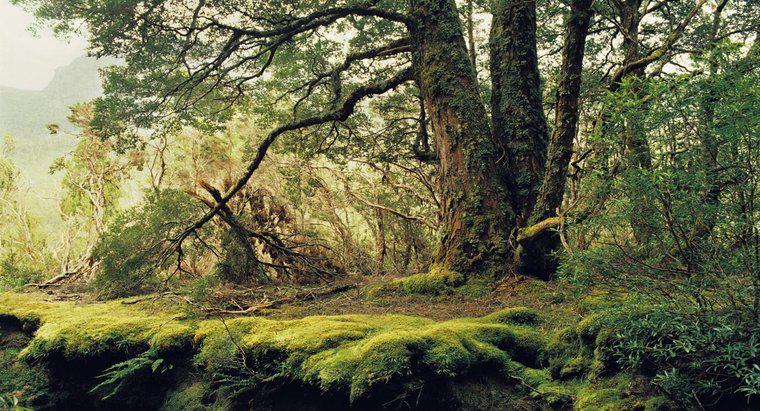 Jakie są niektóre czynniki abiotyczne w umiarkowanym lesie?