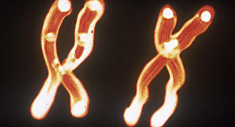 Jaka jest zależność między chromosomami, DNA i genami?