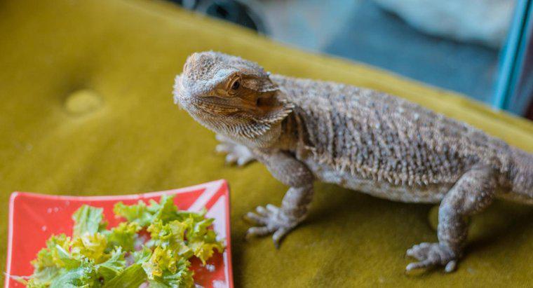Czy Bearded Dragons mogą jeść brokuły?