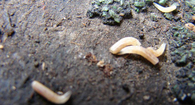 Jak długo żyją larwy?