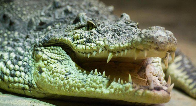 Co jeść krokodyl?