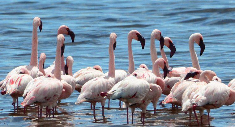 Dlaczego Flamingi stoją na jednej nodze?