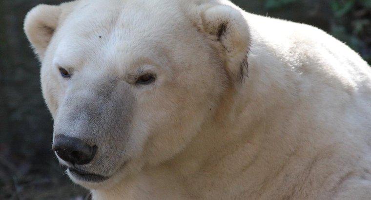 Gdzie niedźwiedzie polarne znajdują jedzenie?