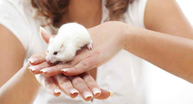 Czy myszy ugryzają ludzi?