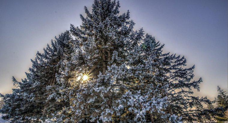 Gdzie są znalezione drzewa zimozielone?