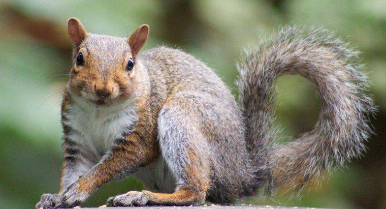 Dlaczego wiewiórki wyginają swoje ogony?