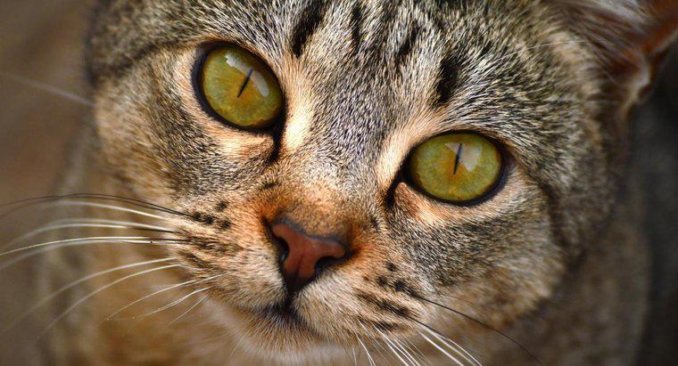 Czy koty są ślepi na kolory?