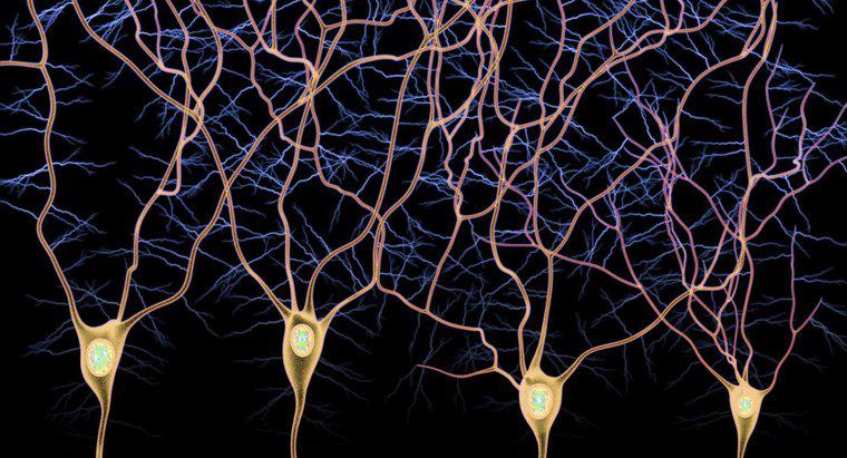 Jaka jest różnica między neuronami aferentnymi i efektorowymi?