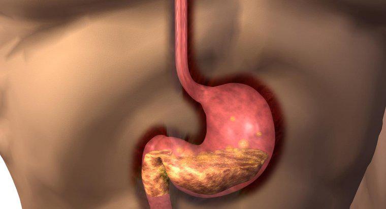 Jaka jest funkcja ludzkiego żołądka?