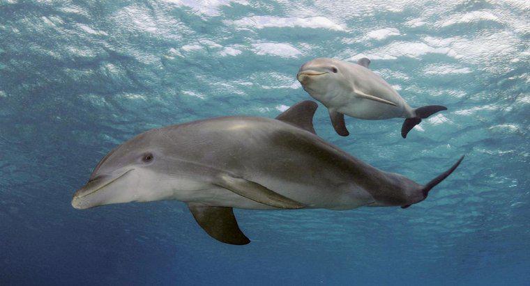 Jak duże są delfiny, kiedy się urodziły?
