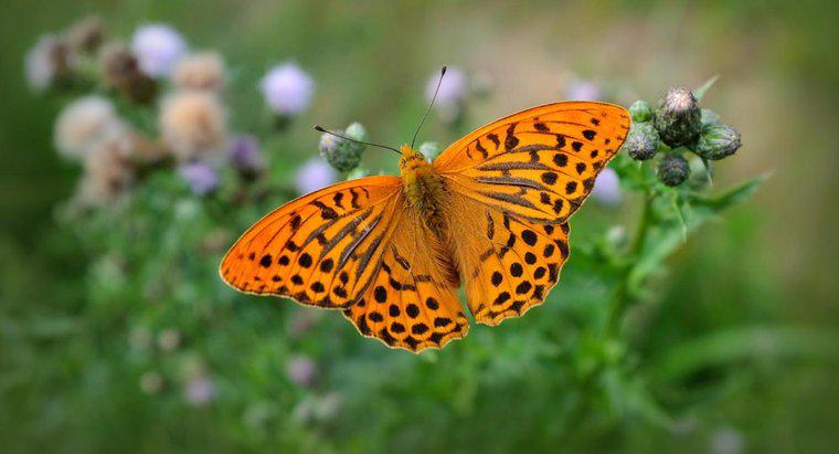 Jaka była oryginalna nazwa motyla?