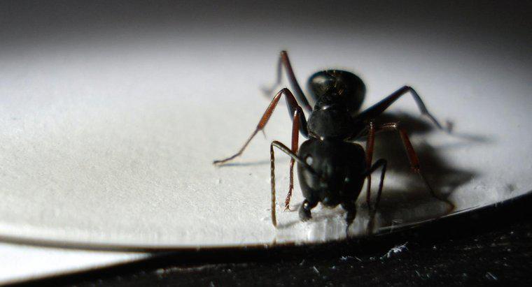 Czy sól zabija mrówki?