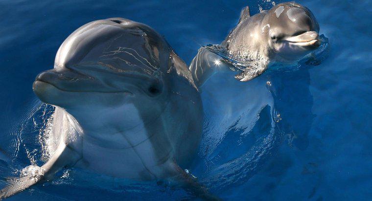 Gdzie robią delfiny na żywo?
