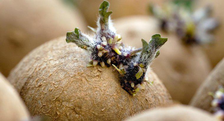 Czy można jeść ziemniaki, jeśli się odrodziły?