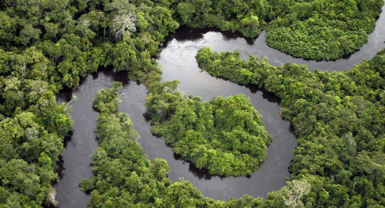 Ile Rainforest wycina się każdego dnia?