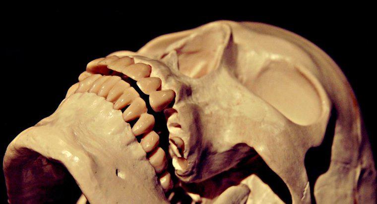 Ile nacisku może wytrzymać ludzka czaszka?