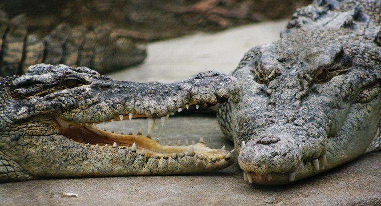 Co robią słonowodne krokodyle?