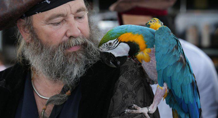 Dlaczego piraci mają papugi?