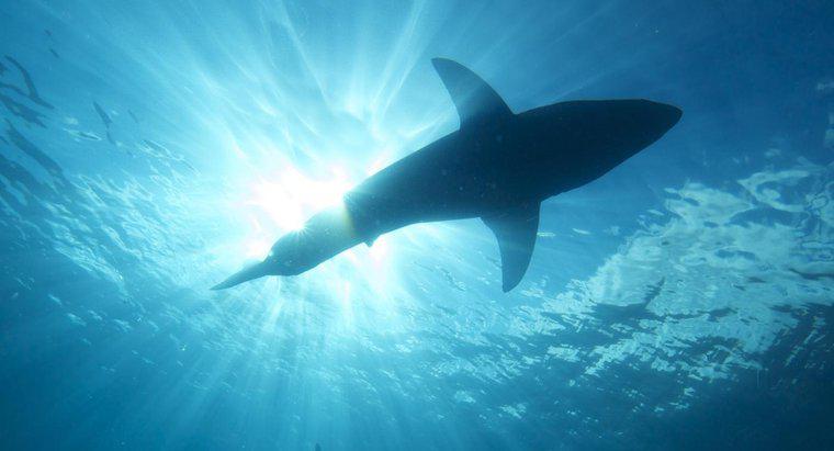 Co to znaczy, gdy marzysz o atakowaniu przez rekiny?