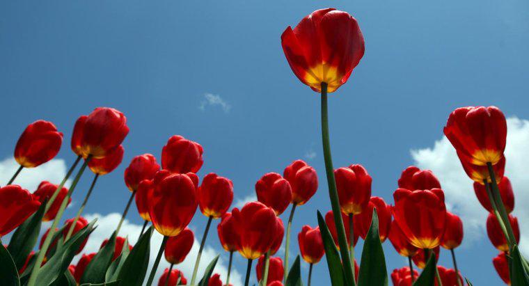 Czy tulipany są trujące?
