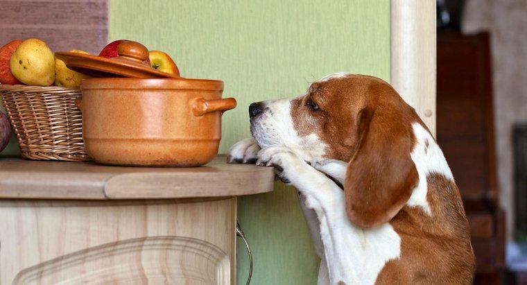 Jakie są niektóre orzechy, które są toksyczne dla psów?