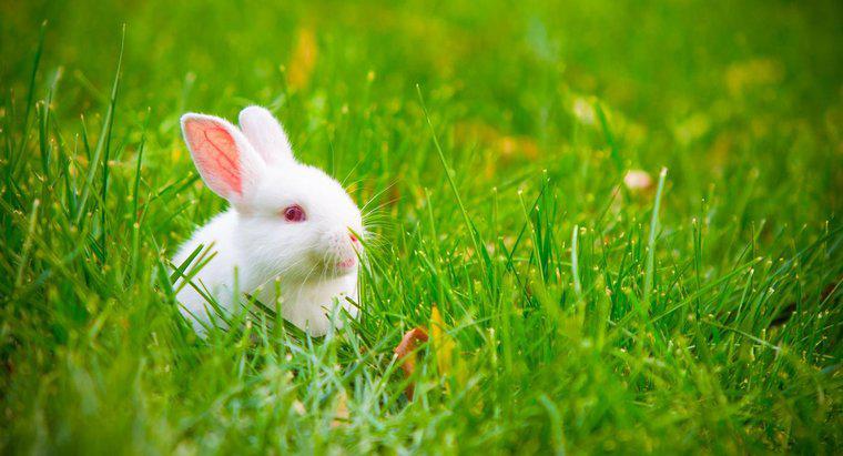 Co to znaczy, gdy uszy królika się kleją?