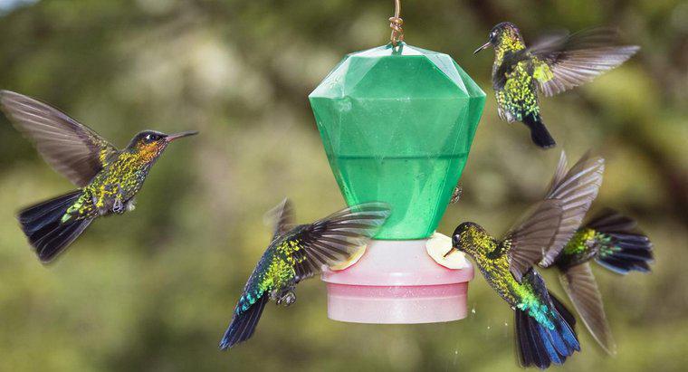 Jak zrobić żywność dla kolibrów?