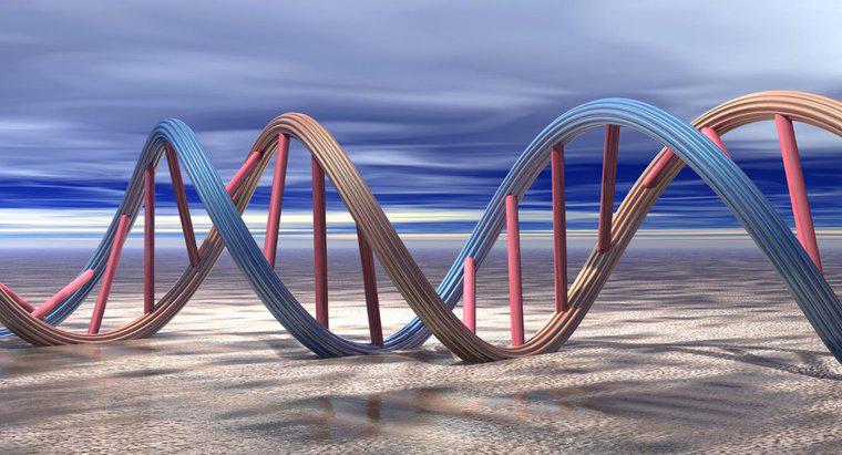 Dlaczego DNA potrzebuje replikacji?